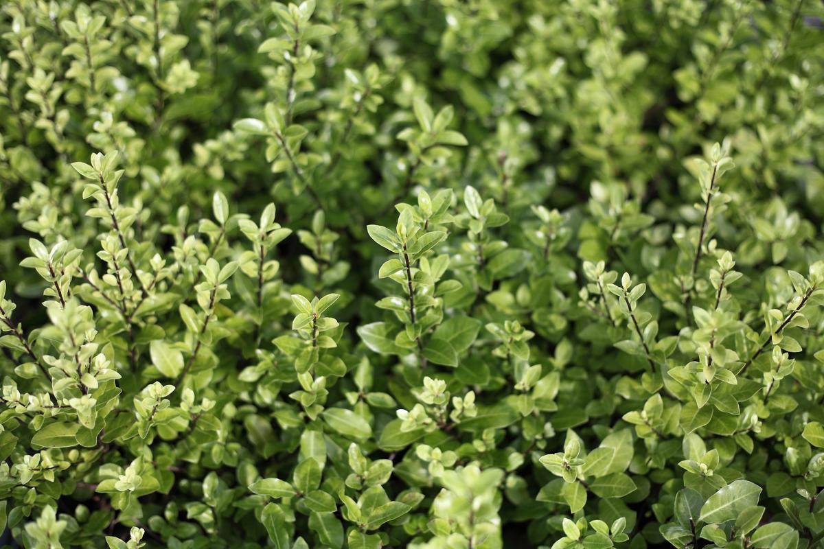 Pittosporum tenuifolium 'Golf Ball' 40-50 cm