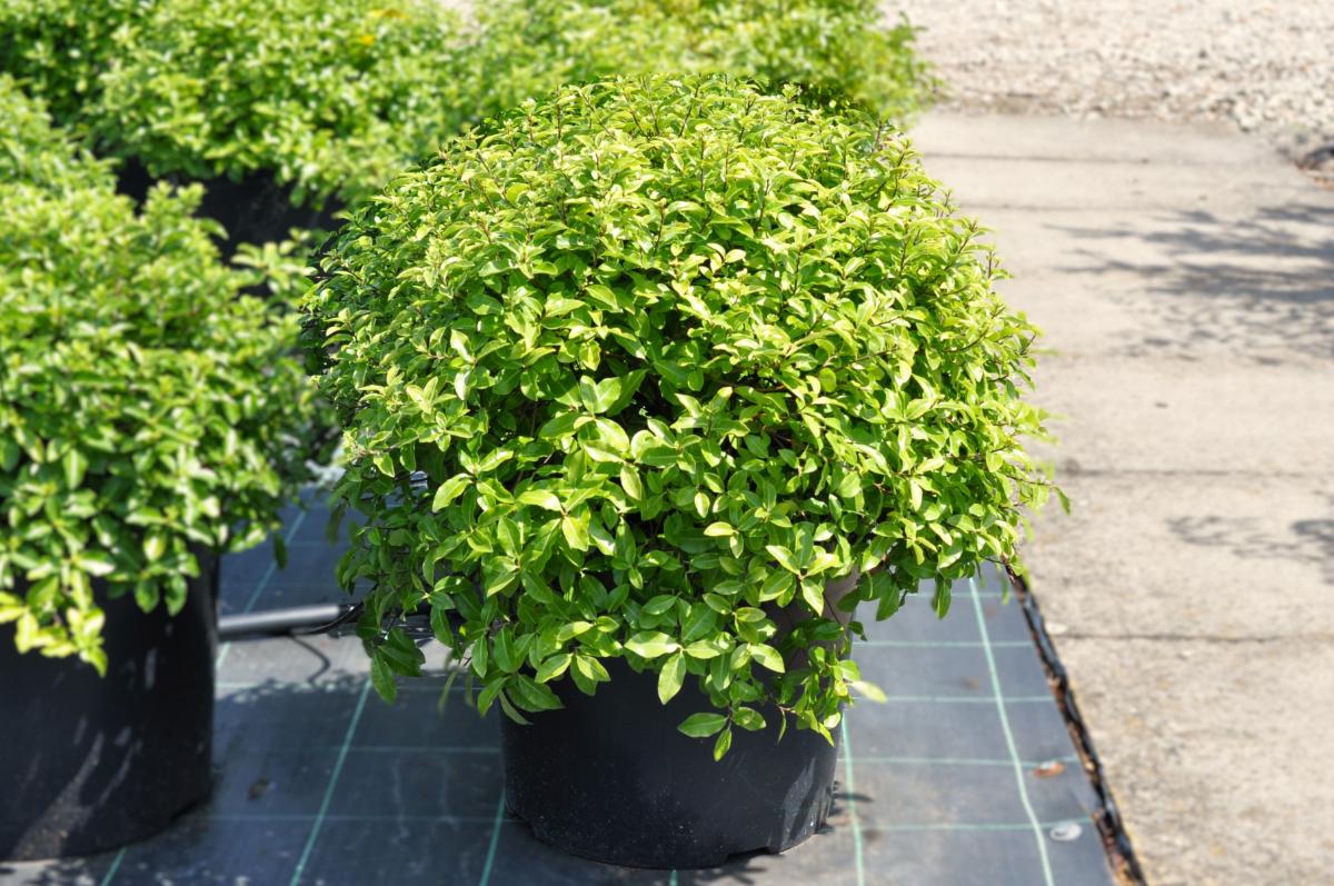 Pittosporum tenuifolium 'Golf Ball'
