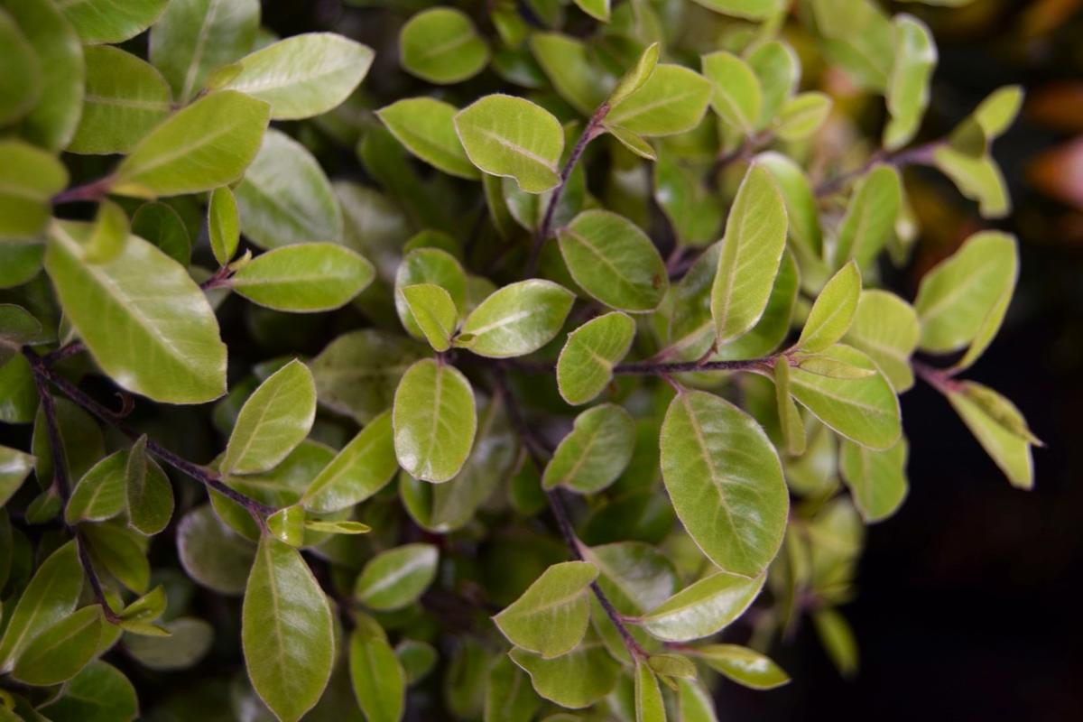 Pittosporum tenuifolium 'Pompom' 30-40 cm
