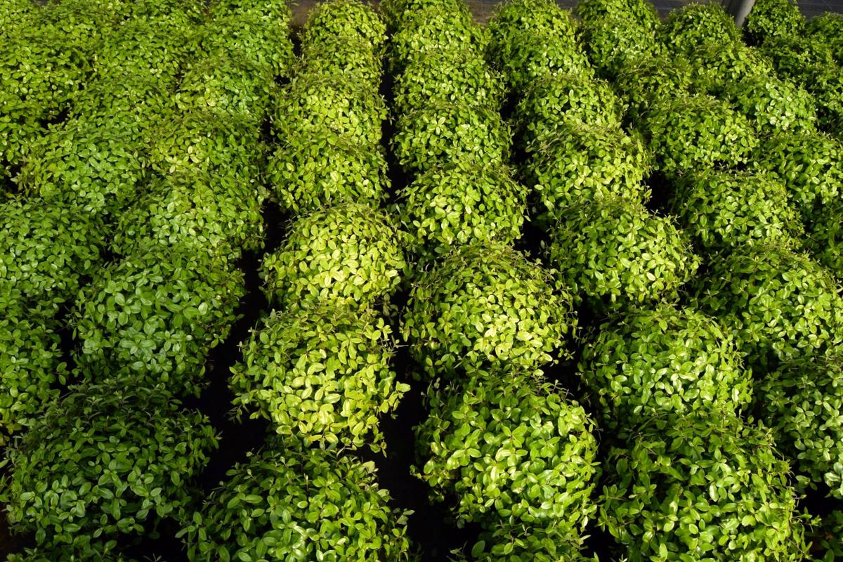 Pittosporum tenuifolium 'Pompom' 30-40 cm