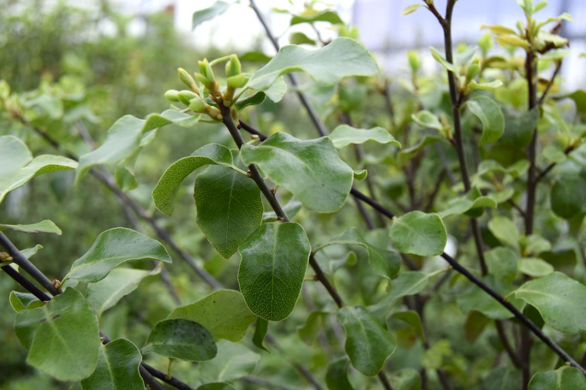 Pittosporum tenuifolium 40-60 cm