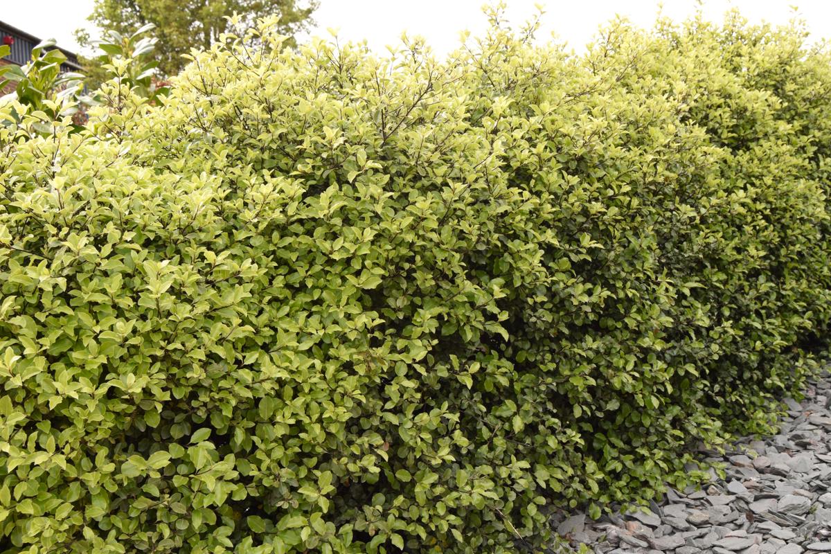 Pittosporum tenuifolium 40-60 cm