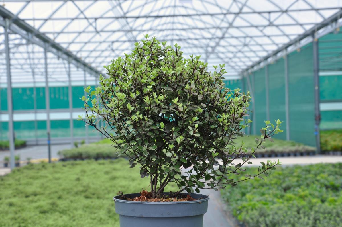 Pittosporum tenuifolium 'Tom Thumb'