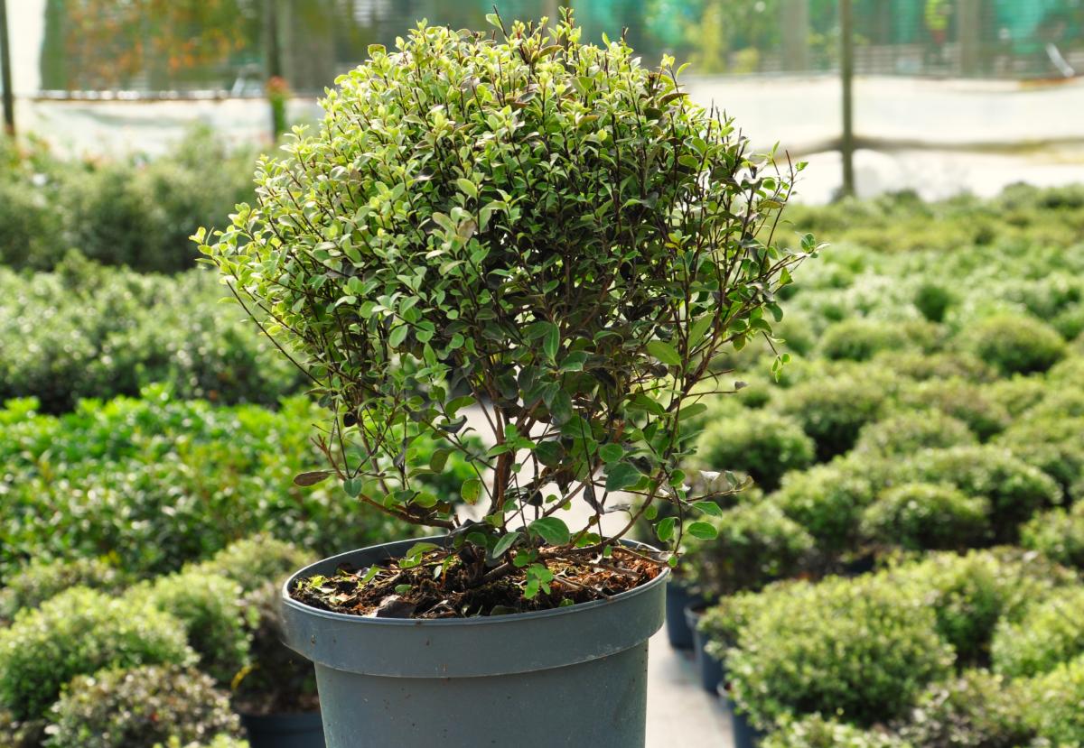 Pittosporum tenuifolium 'Tom Thumb'