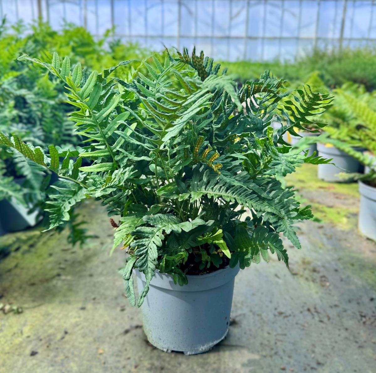 Polypodium vulgare ---