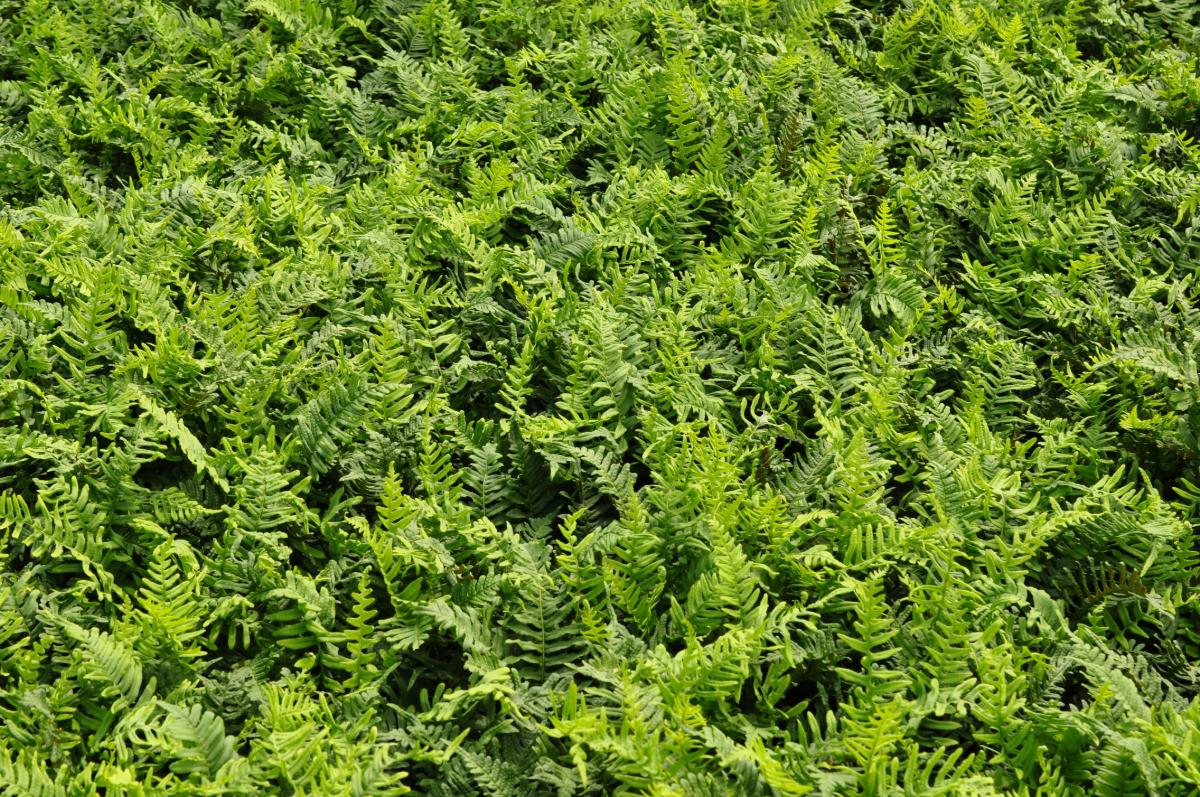Polypodium vulgare ---