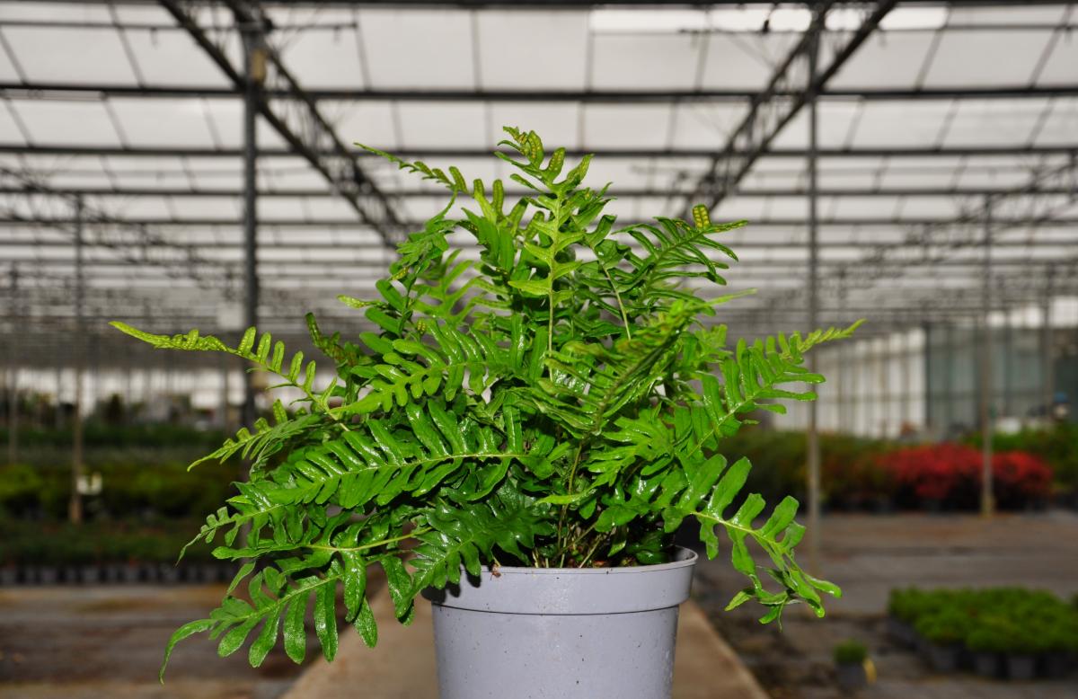 Polypodium vulgare