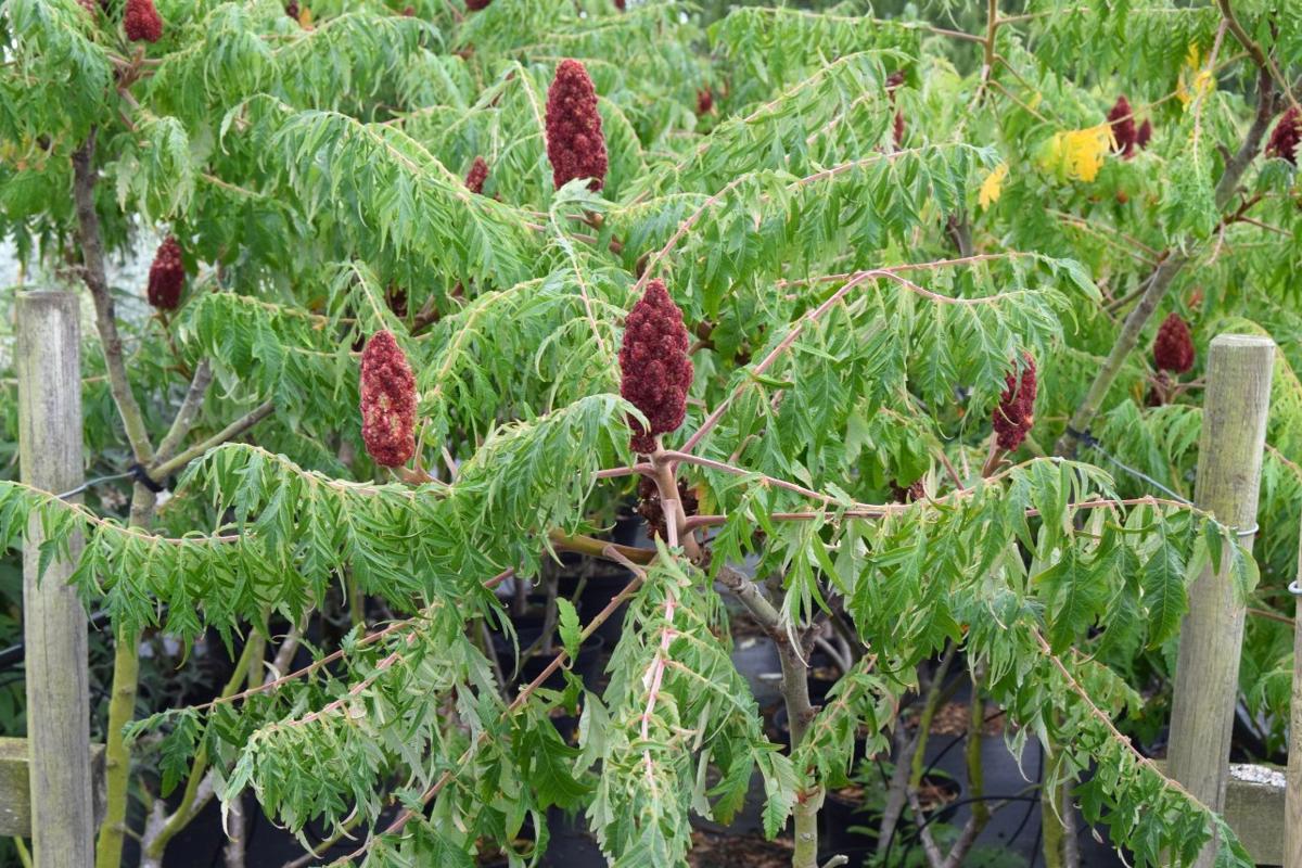 Rhus typhina 'Dissecta' 200-250 cm