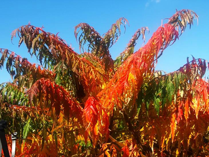 Rhus typhina 'Dissecta' 200-250 cm