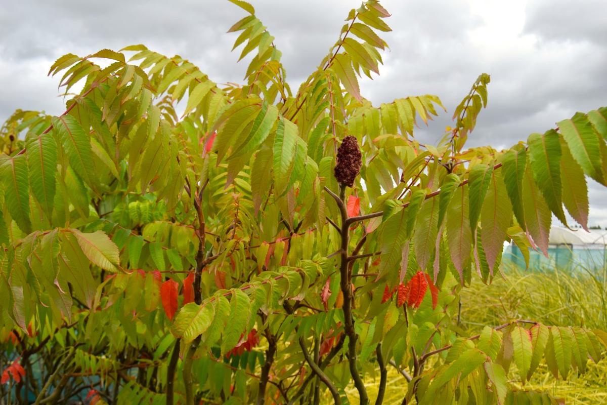 Rhus typhina 175-200 cm