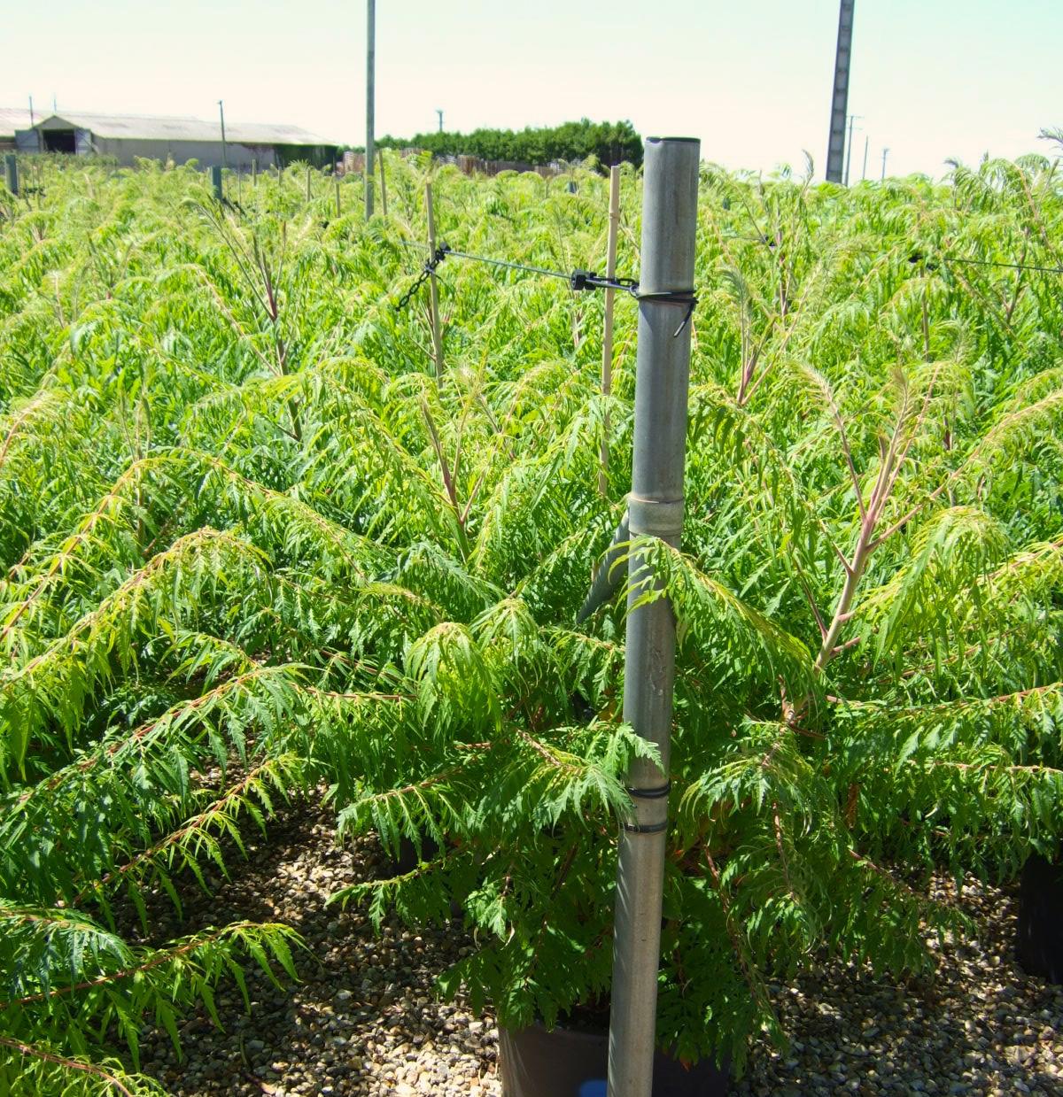 Rhus typhina 175-200 cm