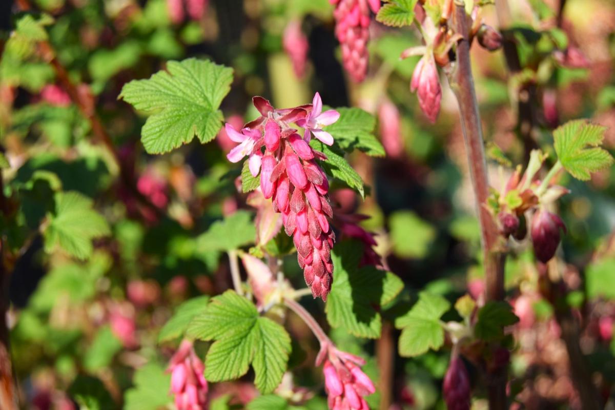 Ribes sanguineum 'King Edward VII' 40-60 cm