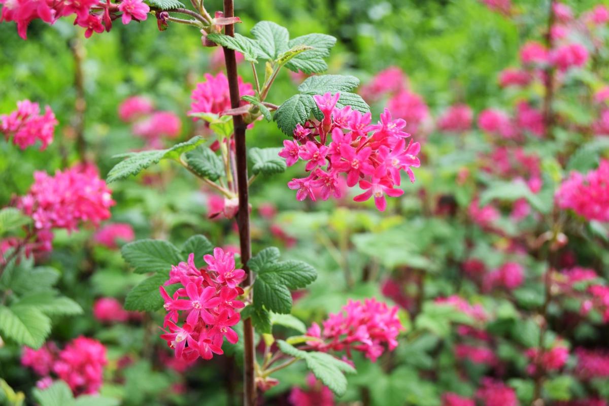 Ribes sanguineum 'King Edward VII' 40-60 cm