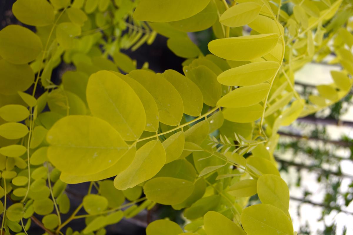 Robinia pseudoacacia 'Frisia' 12-14 HS