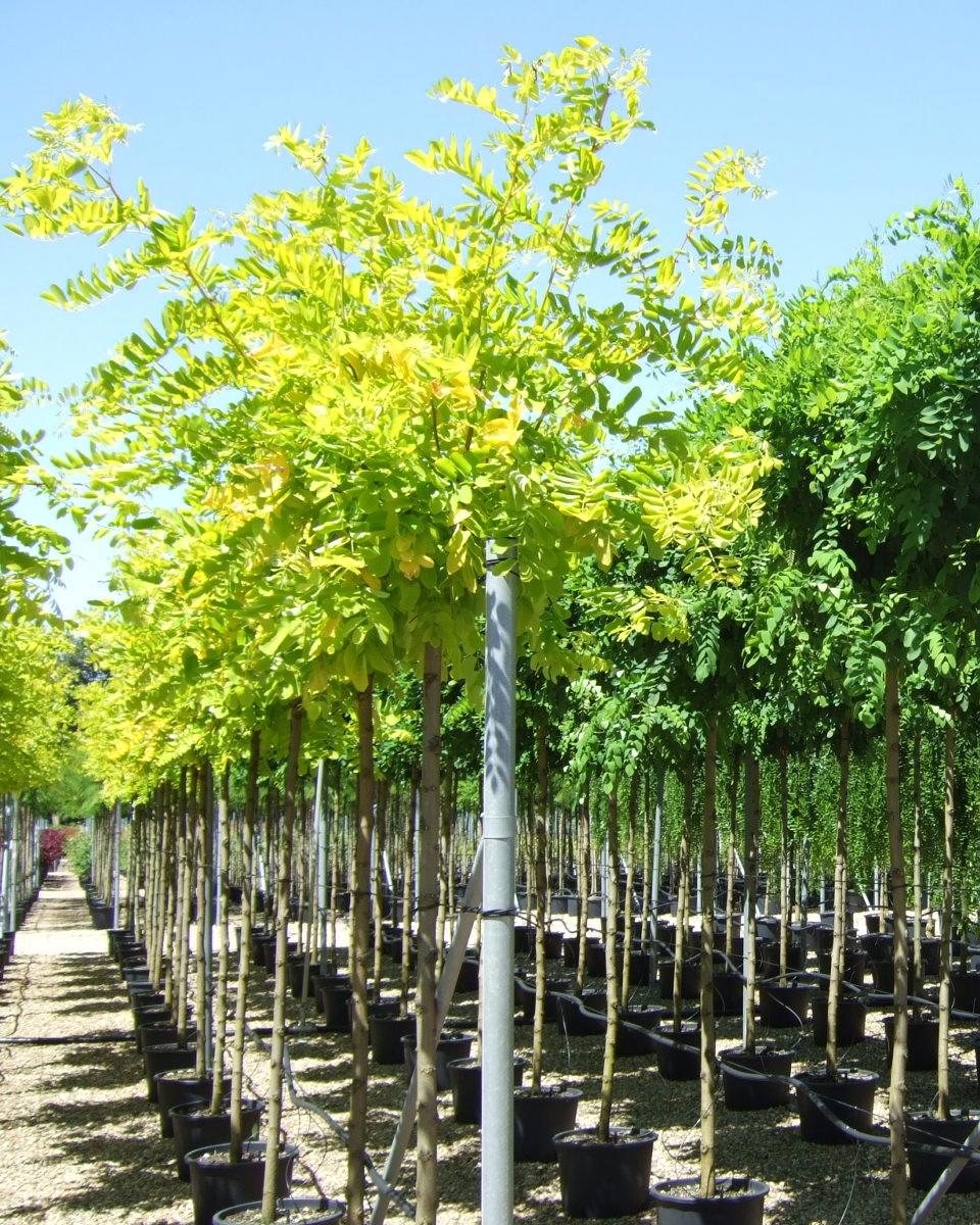 Robinia pseudoacacia 'Frisia' 12-14 HS