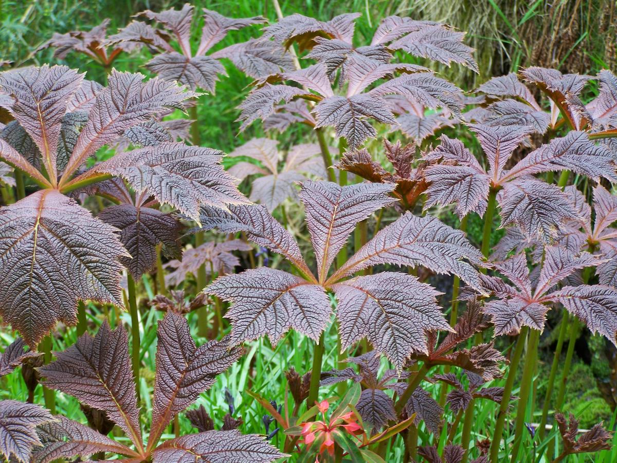 Rodgersia pinnata 'Chocolate Wings' ---