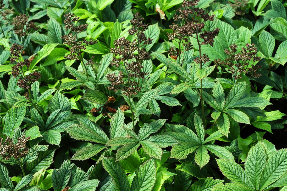 Rodgersia pinnata ---