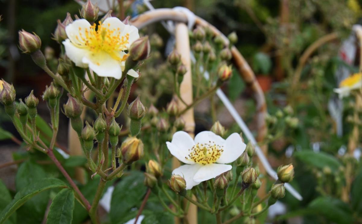 Rosa 'Rambling Rector' (Ramb - white) 80-100 cm