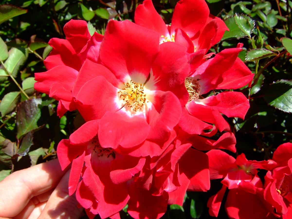 Rosa Red Meidiland ® ---