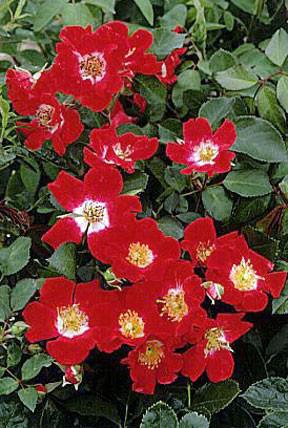 Rosa Red Meidiland ® ---