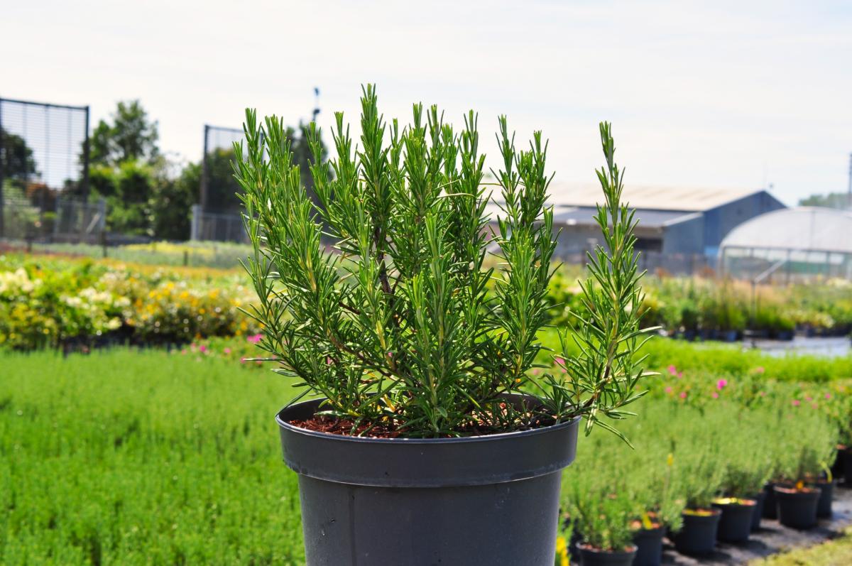 Rosmarinus officinalis 20-30 cm
