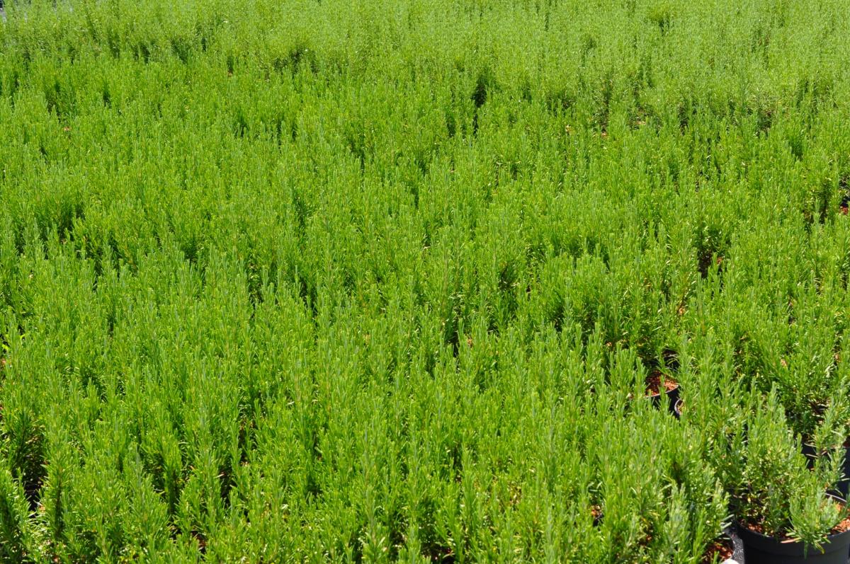 Rosmarinus officinalis