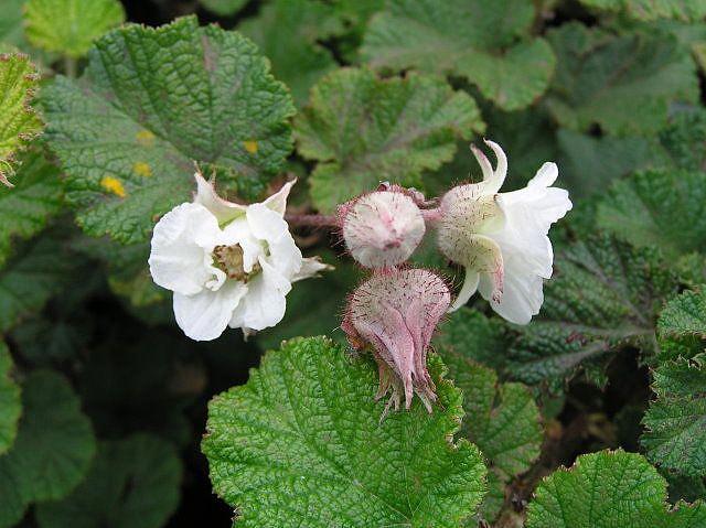 Rubus 'Betty Ashburner' <span class="hidden specialOffer"></span>