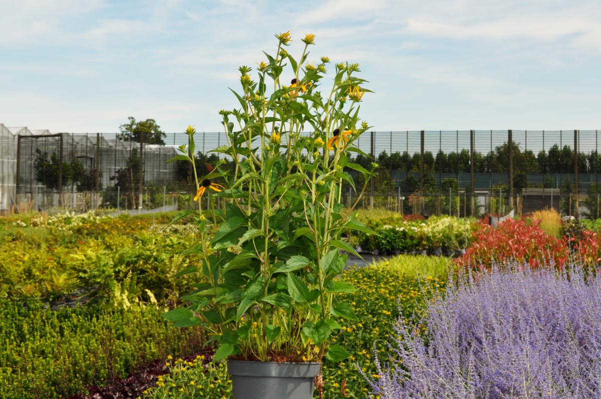 Rudbeckia fulgida var. sullivantii 'Goldsturm' ---