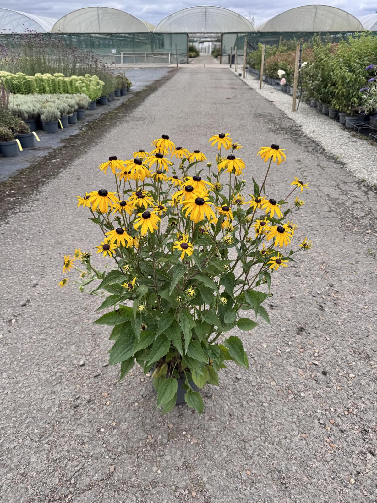 Rudbeckia fulgida var. sullivantii 'Goldsturm'