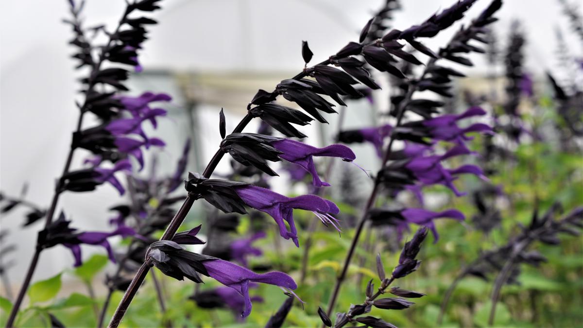 Salvia 'Amistad' ® ---