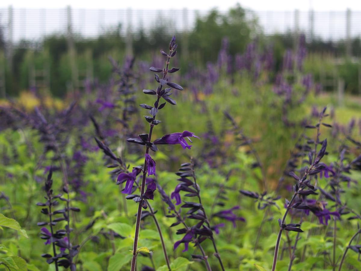 Salvia 'Amistad' ® ---