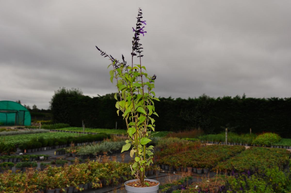 Salvia 'Amistad' ® ---