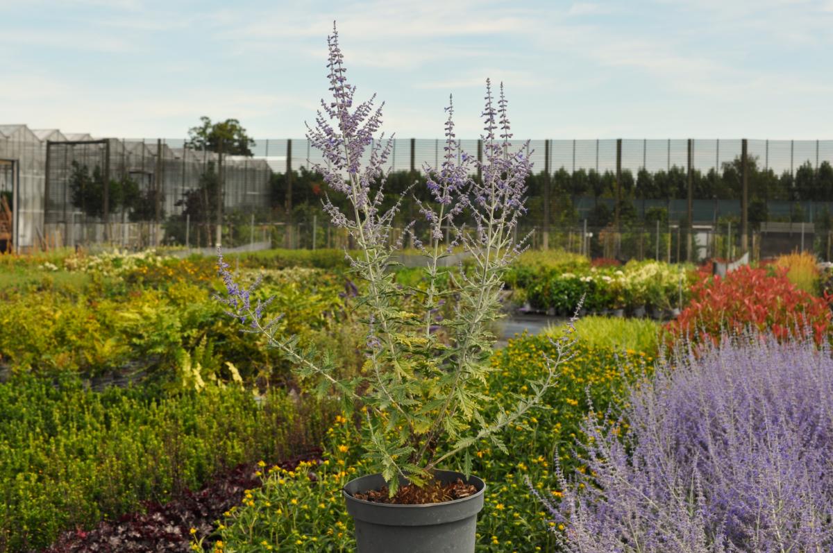 Salvia 'Blue Spire' (was Perovskia) ---