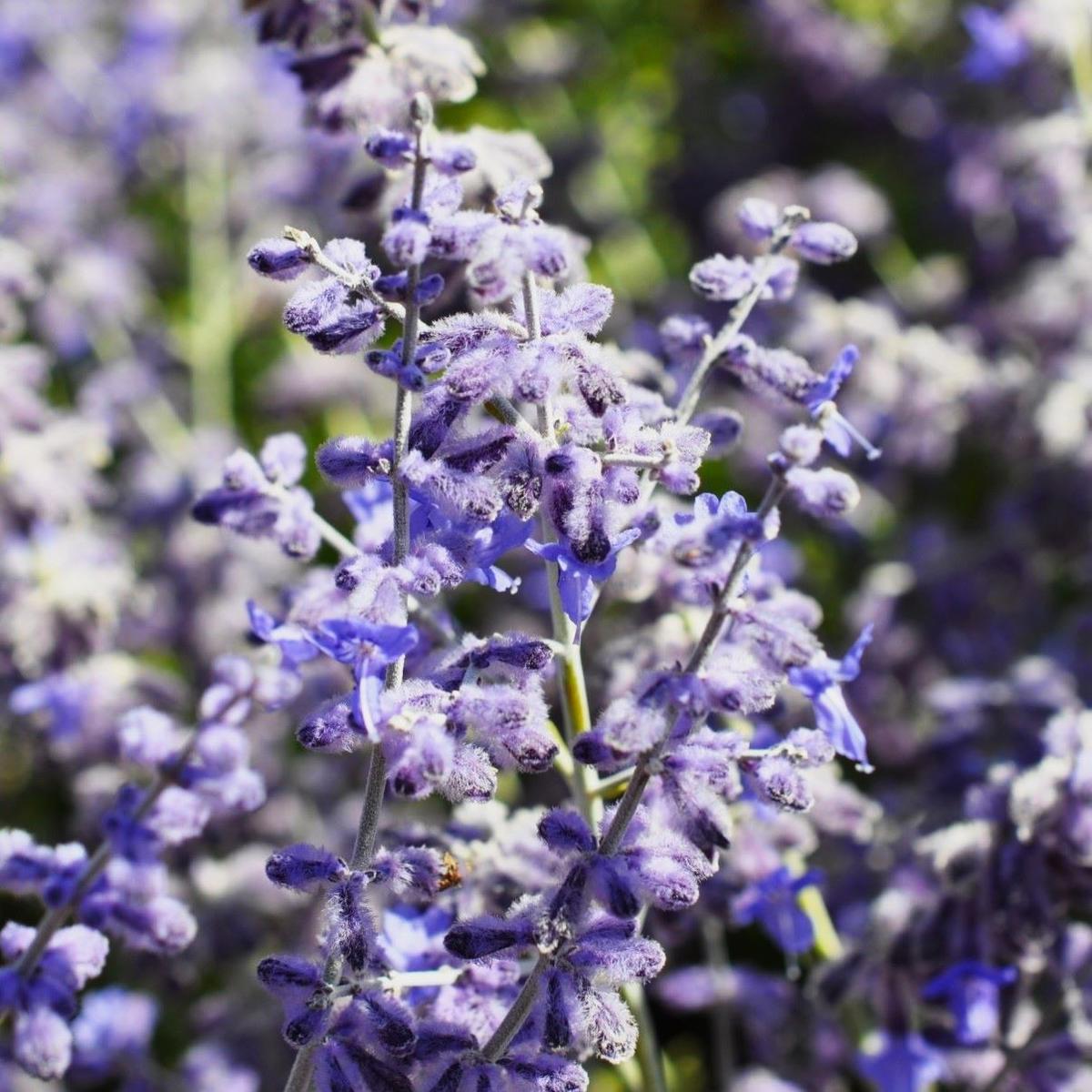 Salvia 'Blue Spire' (was Perovskia) 30-40 cm