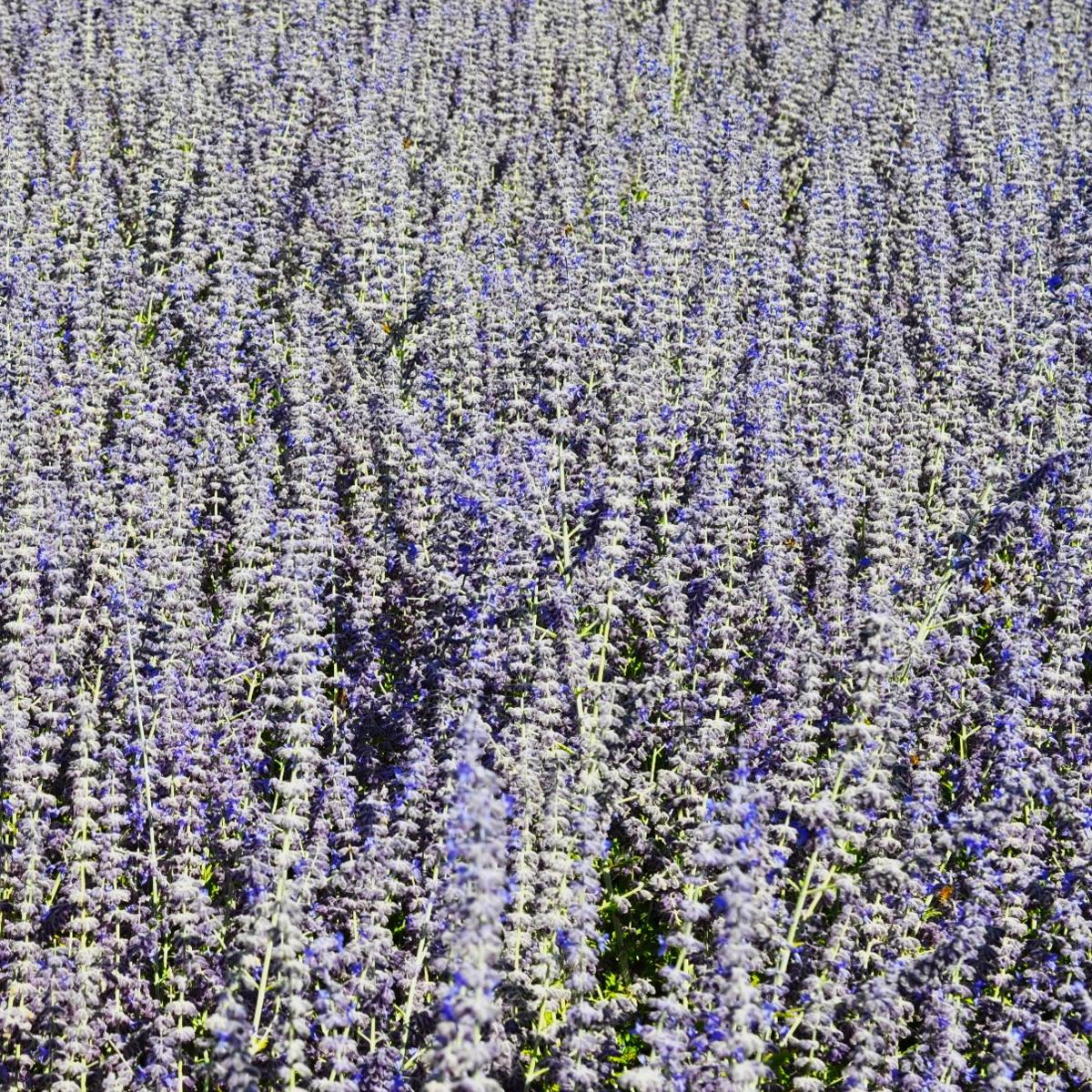 Salvia 'Blue Spire' (was Perovskia) 30-40 cm