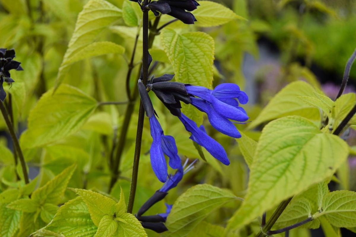 Salvia guaranitica 'Black and Blue' ---