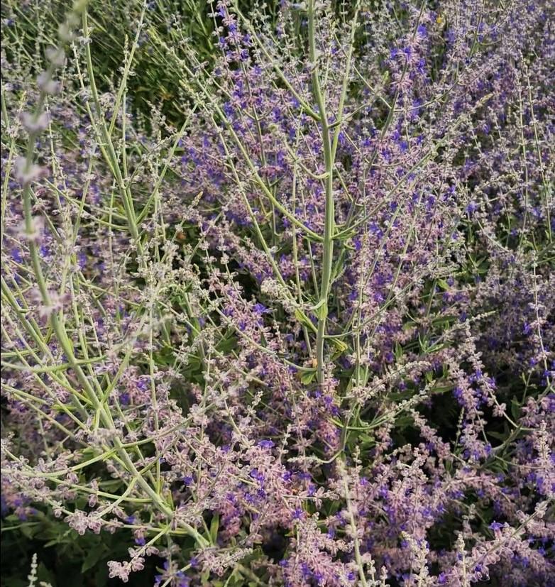 Salvia 'Little Spire' (was Perovskia) ---