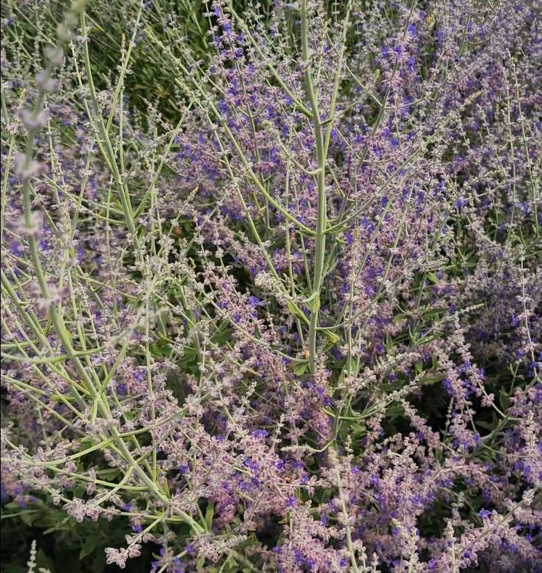 Salvia 'Little Spire' (was Perovskia) ---