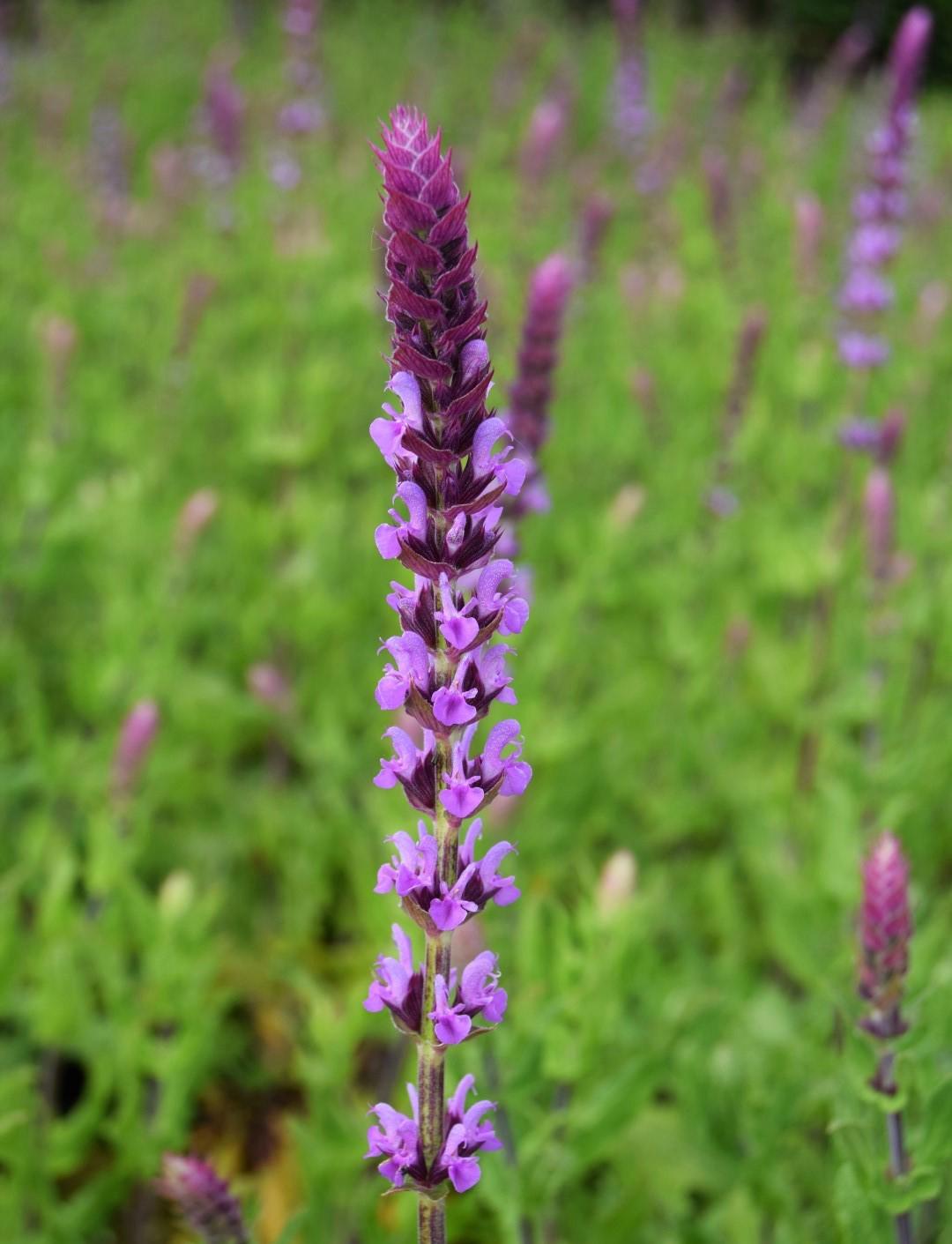 Salvia nemorosa 'Amethyst' ---
