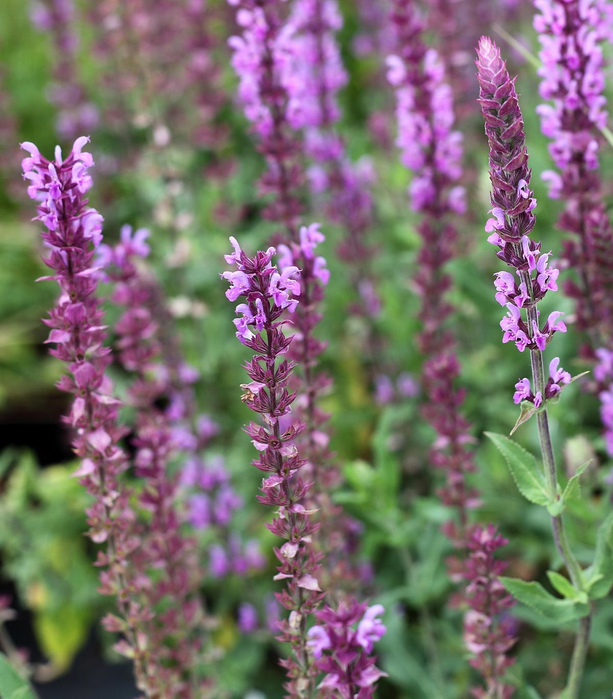Salvia nemorosa 'Amethyst' ---
