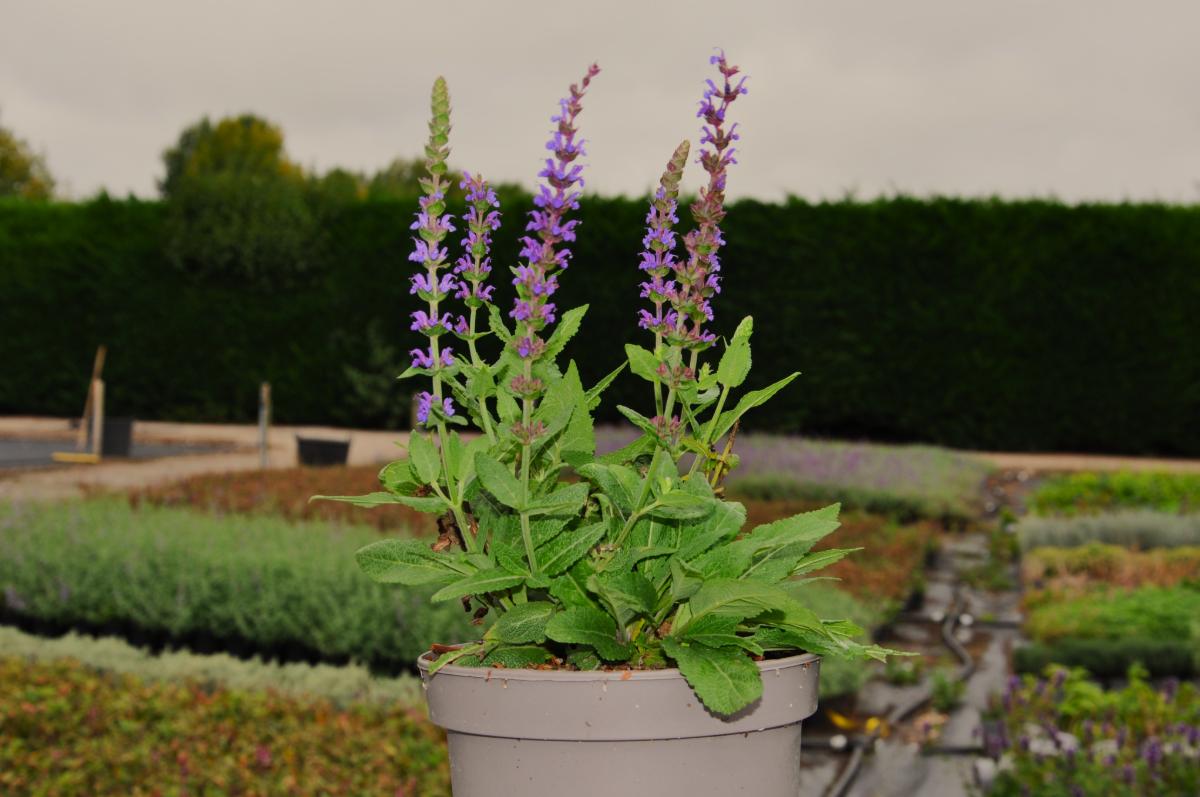 Salvia nemorosa 'Caradonna'
