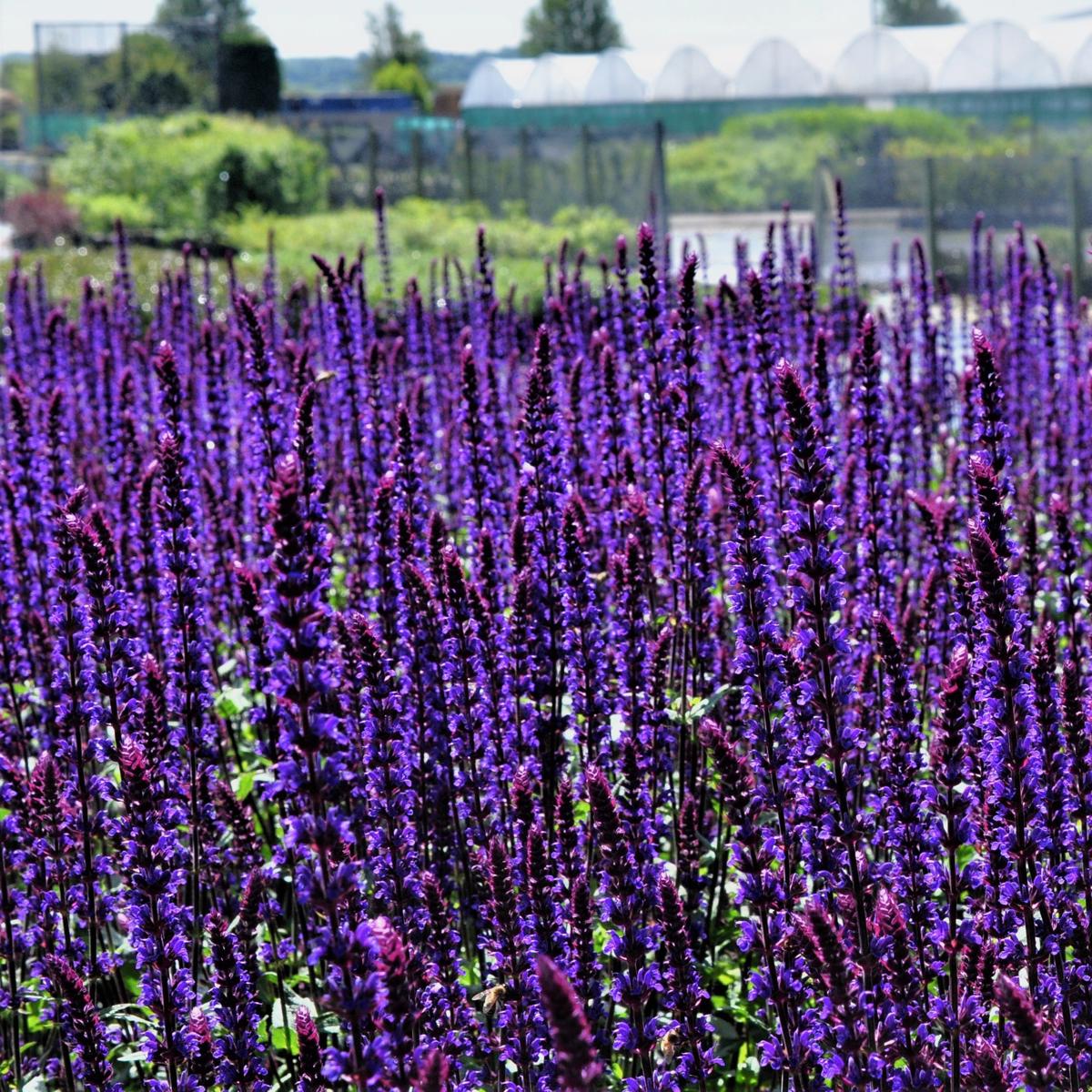 Salvia nemorosa 'Caradonna' ---