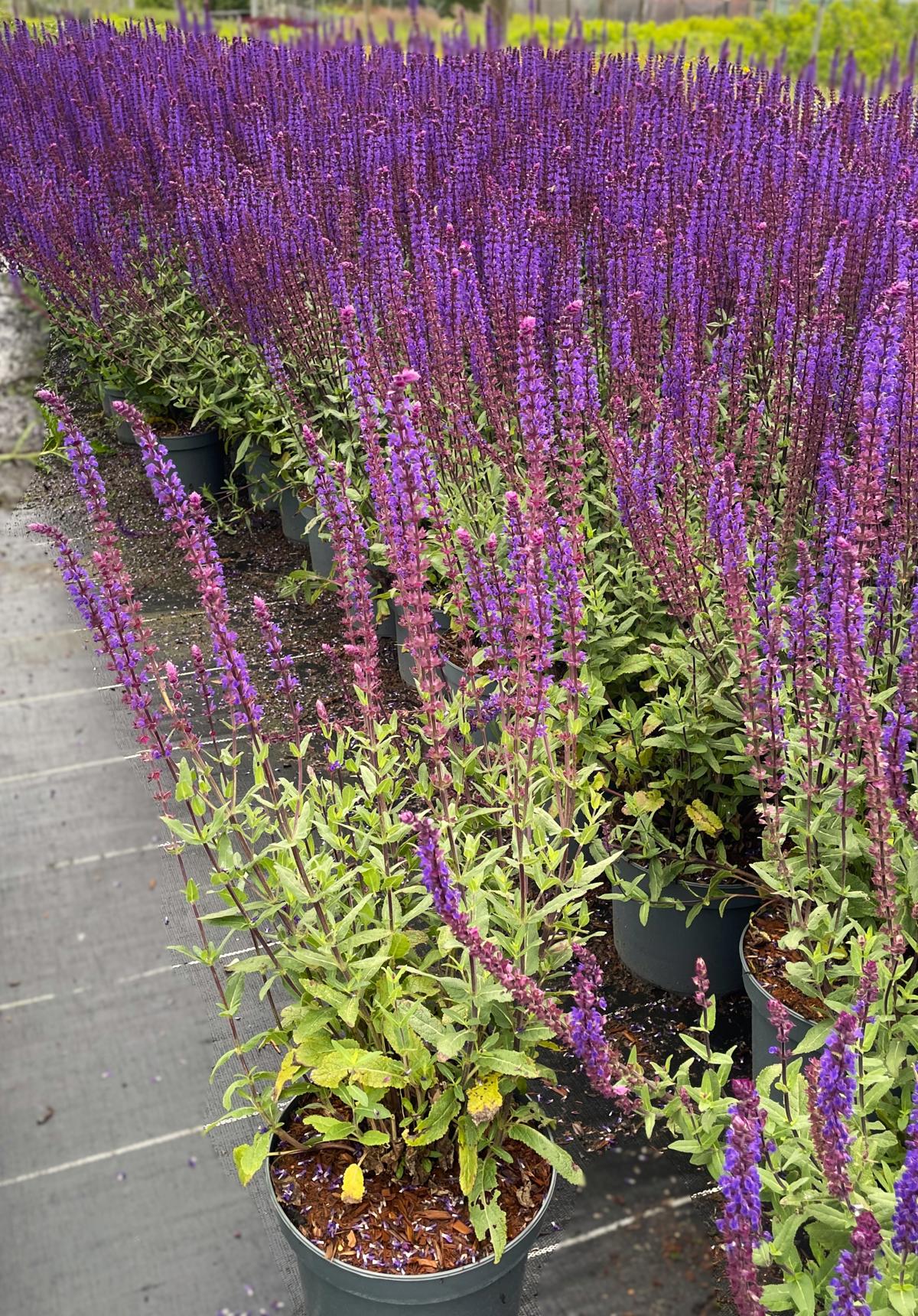 Salvia nemorosa 'Caradonna' ---