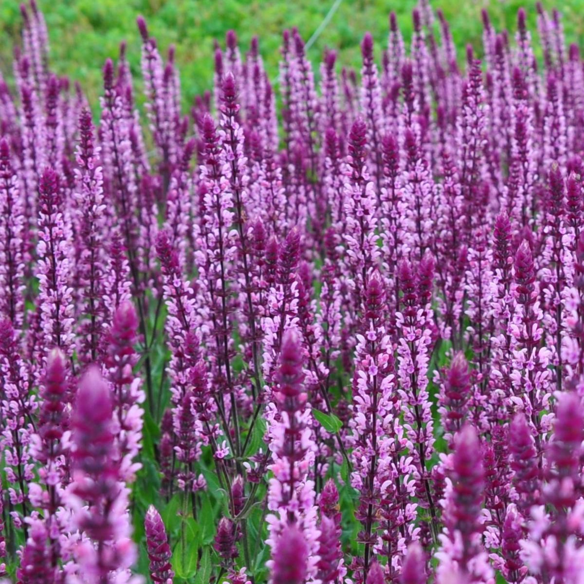 Salvia nemorosa 'Caradonna Pink' ---