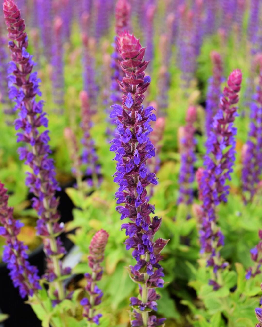 Salvia nemorosa 'Ostfriesland' ---
