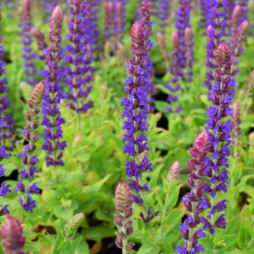 Salvia nemorosa 'Ostfriesland' ---