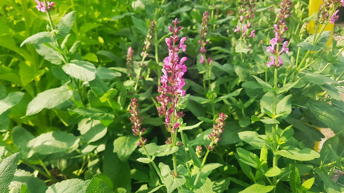 Salvia nemorosa 'Sensation Deep Rose Improved'