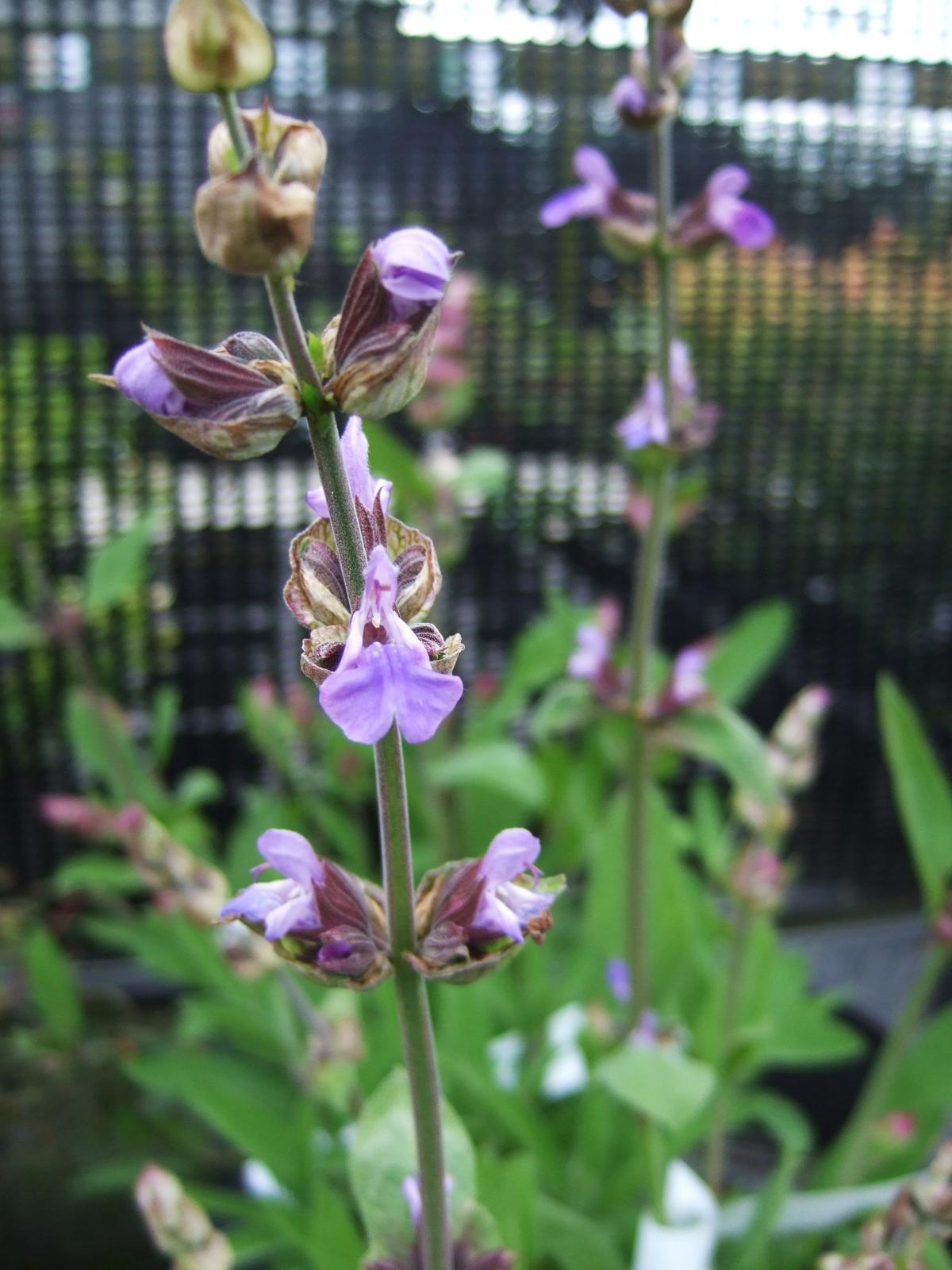 Salvia officinalis 15-20 cm