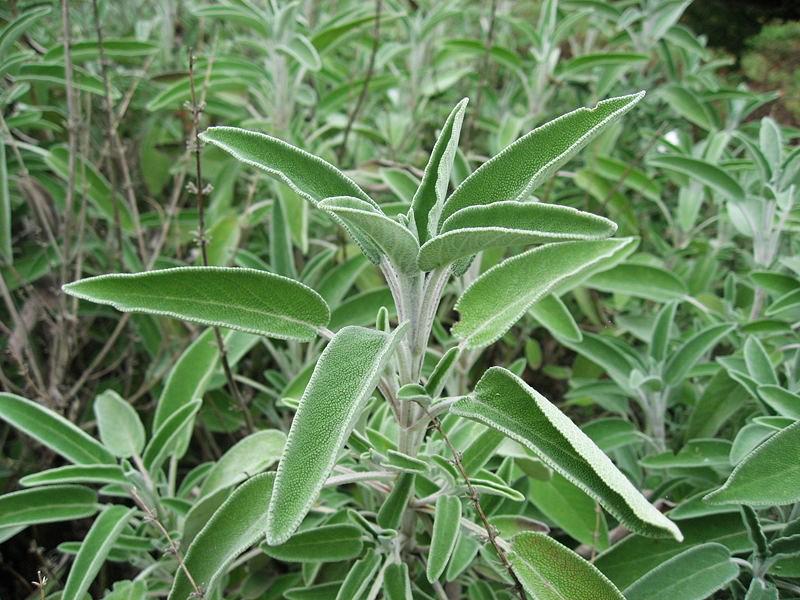 Salvia officinalis 15-20 cm