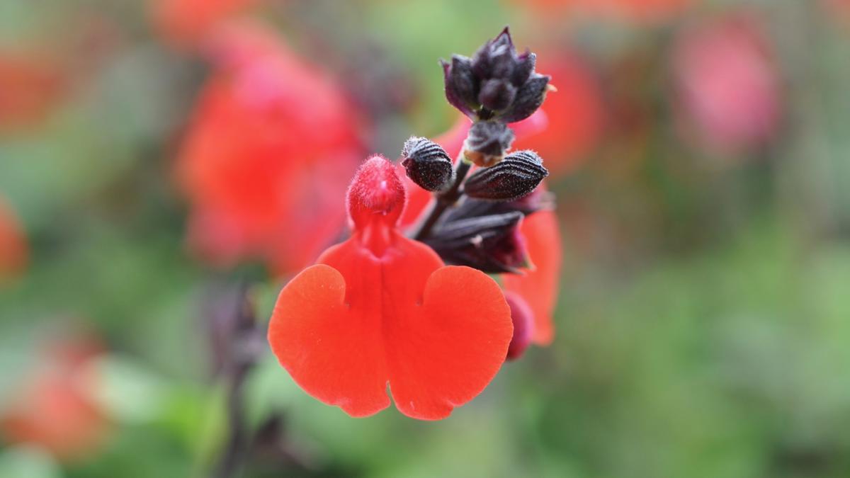 Salvia 'Royal Bumble' ---